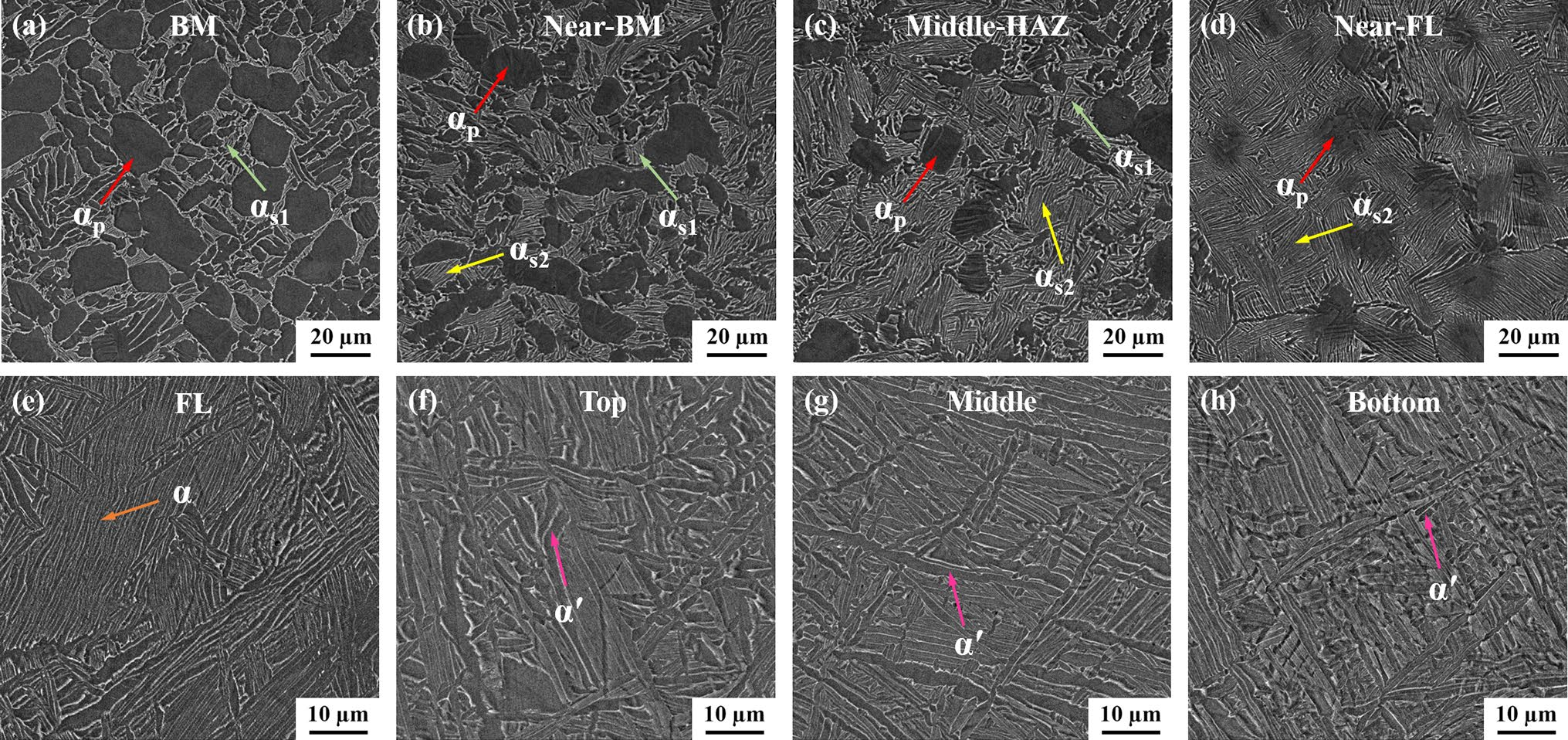 BM及EBW接頭不同區(qū)域的掃描電鏡圖 BM及EBW接頭不同區(qū)域的掃描電鏡圖